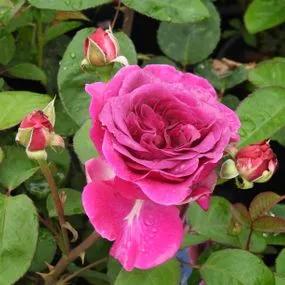 Timeless Purple Rose (Rosa Timeless Purple) 4